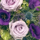 Posy  Purple, Blue and Lilac