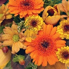 Posy Orange and Gold